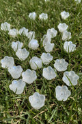 A close-up of many small translucent white glass flowers.